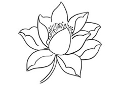 簡單又好看的荷花簡筆畫圖片